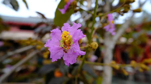 Lagerstroemia Blume Garten Oder Bunga Bungur — Stockfoto