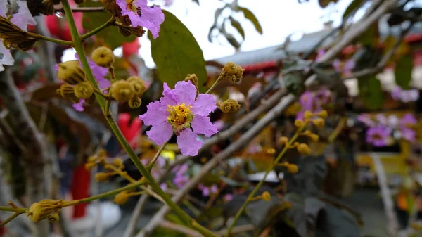 Lagerstroemia Flor Jardín Bunga Bungur — Foto de Stock