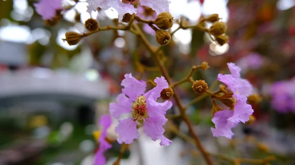 Lagerstroemia Blume Garten Oder Bunga Bungur — Stockfoto