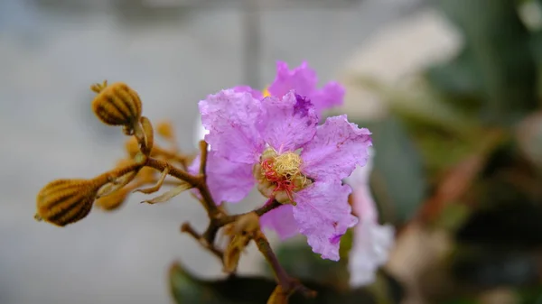 Цветок Lagerstroemia Саду Bunga Bungur — стоковое фото