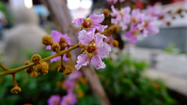 Lagerstroemia Virág Kertben Vagy Bunga Bungur — Stock Fotó