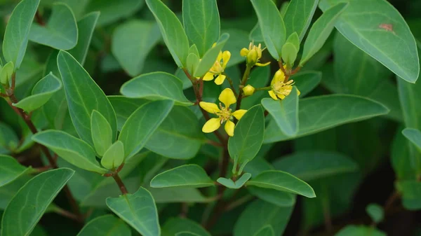 Galphimia gracilis, Malpighiaceae familyasından Galphimia cinsinden bir tür. Dünyanın dört bir yanında sıcak bölgelerde yetiştirilmektedir..