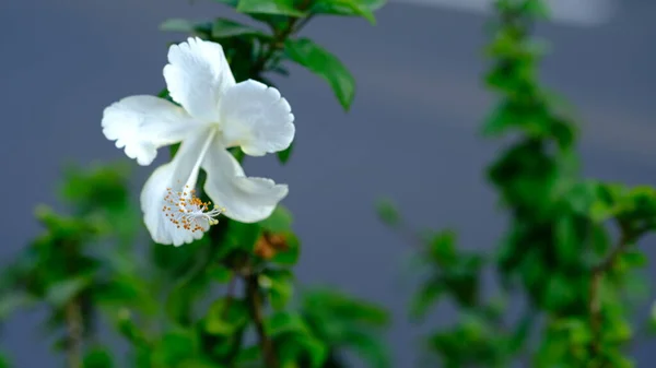 Weißer Hybiskus Einem Botanischen Garten — Stockfoto