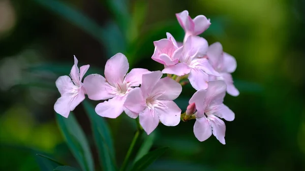 Nerium Oleander Nejčastěji Známý Jako Oleander Nebo Nerium Keř Nebo — Stock fotografie