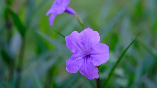 Цветок Миньерота Клубни Рукколы — стоковое фото