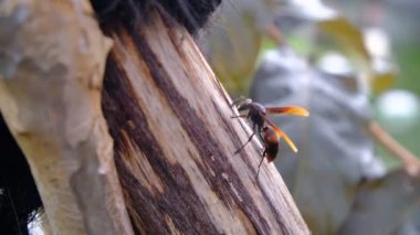 Pompilidae familyasındaki turuncu ve kara eşekarılarına genellikle örümcek arıları, örümcek avcısı eşekarıları veya Pompilid eşekarıları denir..