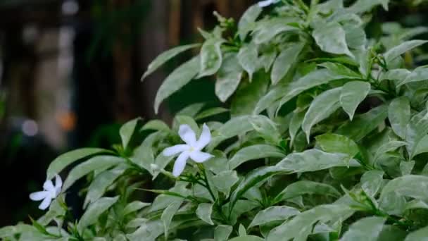 Tabernaemontana Divaricata Commonly Called Pinwheel Flower Crape Jasmine East India — Stock Video
