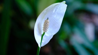 Bekar Beyaz Barış Zambağı Çiçeği veya Spathiphyllum Wallisii Cvs