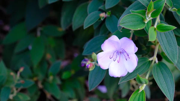 Принцесса Цветок Тибучина Urvilleana Кумон Имя Фиолетовое Дерево Славы — стоковое фото