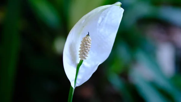 Solteiro Branco Paz Lírio Flor Spathiphyllum Wallisii Cvs — Fotografia de Stock