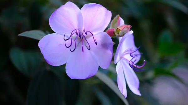 Princezna Flower Nebo Tibouchina Urvilleana Coomon Název Purple Glory Tree — Stock fotografie