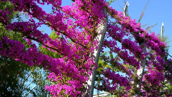 Schöne Bougenvile Blume Einem Öffentlichen Garten Brisbane Australien — Stockfoto
