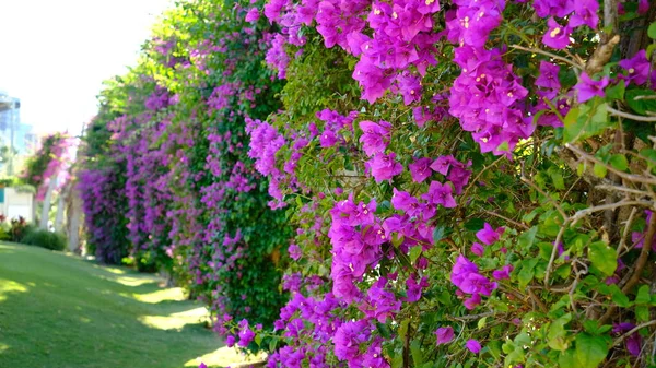 Beautifull Bougenvile Flower Public Garden Brisbane Australia — Stock Photo, Image