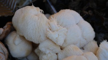 Hericium erinaceus olarak da bilinir. Lions Mane, yamabushitake, satir sakalı, maymun kafası, sakallı diş..