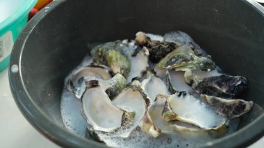 Quandamooka Sanatçısı Megan Cope 'un Opera Binası' nın 50. doğum gününü kutlamak için atölyelerin hazırlanması için kamuya açık sanat çalışmalarına katkıda bulunan istiridye kabuğu temizleme.