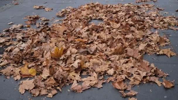 風に吹かれて道路脇に落ちたカエデの葉 — ストック動画