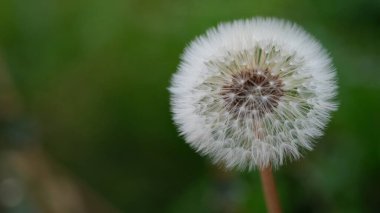 Karahindiba hava topunu ya da Taraxacum 'u kapat 