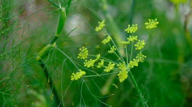 Bahçedeki sarı rezene çiçeği.