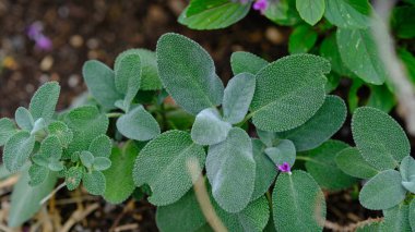 Bahçede taze pişmiş adaçayı..
