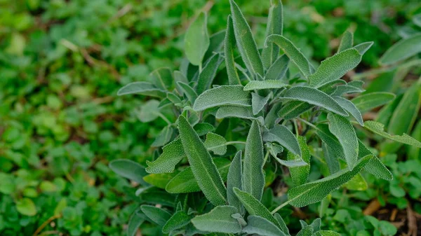 Świeża Szałwia Roślin Lub Salvia Officinalis — Zdjęcie stockowe