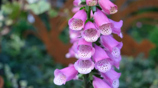 Розовый Цветок Foxglove Саду — стоковое фото