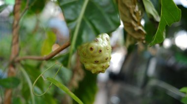 Morinda citrifolia kahve familyasından meyve taşıyan bir ağaçtır, Rubiaceae. Diğer isim de harika Morinda, Hint dutu, noni, plaj dutu, kusmuk meyvesi, ağız ağacı ve peynir meyvesi..