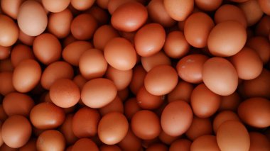 organik kafes ücretsiz tavuk yumurtası