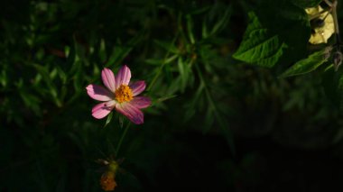 Doğada tek pembe kozmos çiçeği.