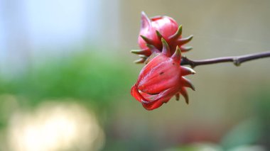 Bahçede taze Roselle çiçekleri