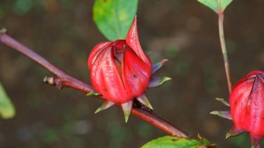 Bahçede taze Roselle çiçekleri