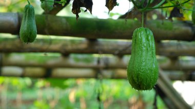 Asılı Chayote, Mirliton ve Choko olarak da bilinir, su kabağı familyasına ait yenilebilir bir bitki, Cucurbitaceae.