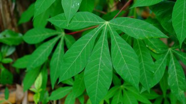 Taze Cassava Yaprakları Doğada.