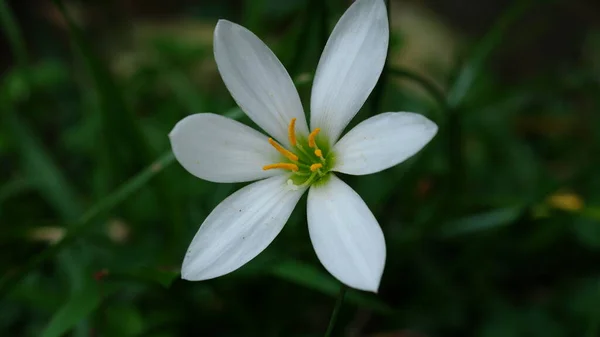 Beyaz Yağmurlu Zambak Çiçeği Zephyr Zambağı Peri Zambağı Yağmur Çiçeği — Stok fotoğraf