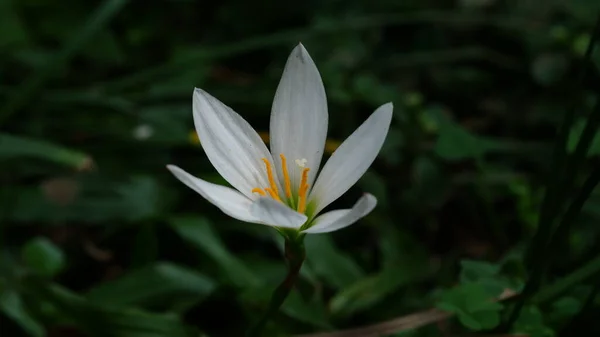 Flor Lírio Chuva Branca Também Conhecido Como Lírio Zephyr Lírio — Fotografia de Stock