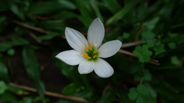 Белый Цветок Лилии Дождя Известен Лилия Зефира Лилия Феи Цветок — стоковое фото