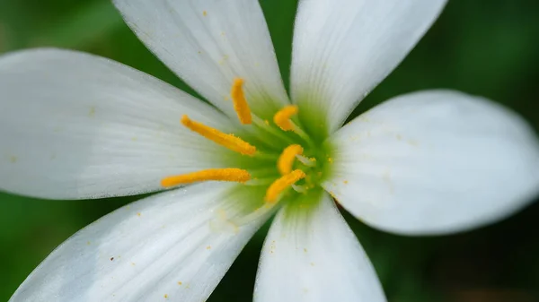 Macro White Rain lily flower Also known as the zephyr lily, fairy lily, and rain flower.