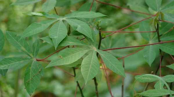 Close Fresh Cassava Leaves Nature — Stock Photo, Image