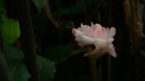 Kecombrang Yenilebilir Çiçekleri Tomurcukları Sapları Kafiyeleri Olan Otçul Bir Bitkidir — Stok fotoğraf