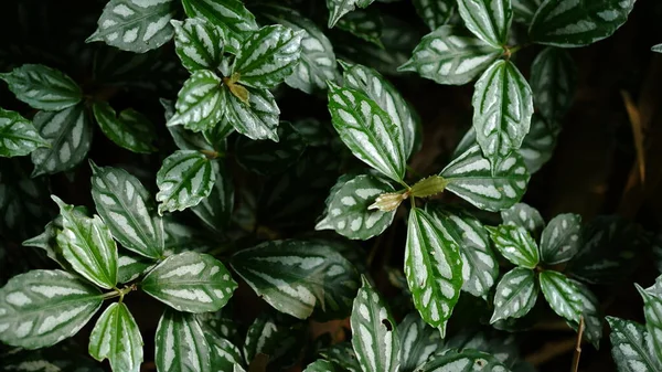 Pilea cadierei ya da alüminyum bitkisi ya da karpuz yığını.