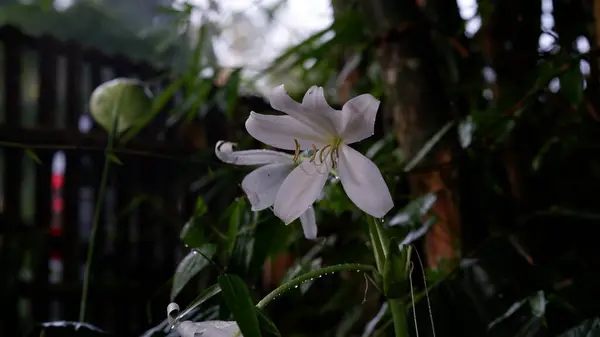Bahçedeki Beyaz Kaplan Zambağı Çiçeği — Stok fotoğraf