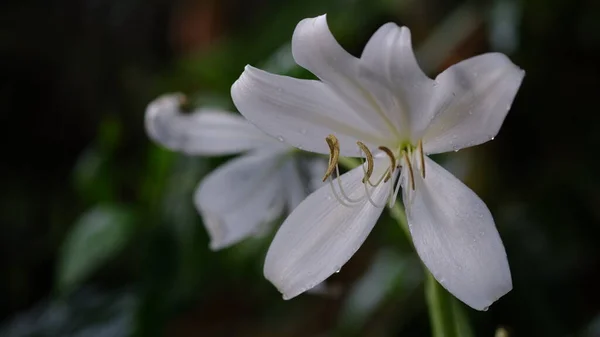 Біла Квітка Тигра Лілія Саду — стокове фото