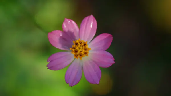 Singolo Fiore Rosa Cosmos Natura — Foto Stock