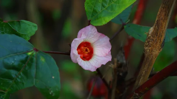 Rosella Λουλούδι Ανθίζει Έναν Κήπο — Φωτογραφία Αρχείου