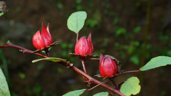 Fresh Roselle Flowers Garden — Stock Photo, Image