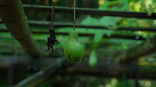 Висячий Chayote Известный Mirliton Choko Является Съедобным Растением Принадлежащим Семье — стоковое фото