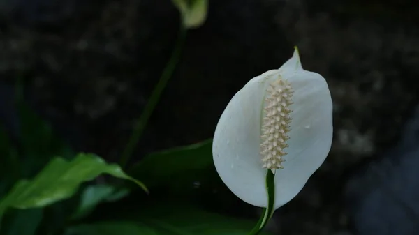 Single White Peace Lily Květina Nebo Spathiphyllum Wallisii Cvs — Stock fotografie