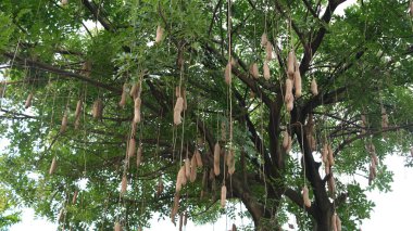 Kigelia Africana, Bignoniaceae familyasından bir bitki cinsidir. Ağaç, bir kaptaki sosise benzeyen eşsiz bir meyvedir. Meyve zehirlidir ve 60 cm uzunluğunda ve 7 kg büyüyebilir..