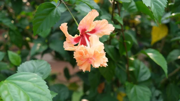 Göz Kamaştırıcı Hibiscus Dalgalı Etekli Bir Çift Amber Çiçeği — Stok fotoğraf