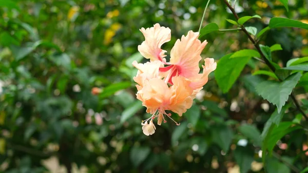 Hibiscus Deslumbrado Hibisco Doble Con Look Falda Con Volantes — Foto de Stock