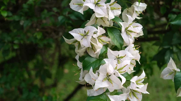Белый Цветок Bougainvillea Саду — стоковое фото